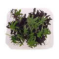 KALE RED