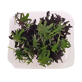 KALE RED