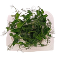 MICRO PISELLO