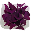OXALIS