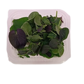 TATSOI